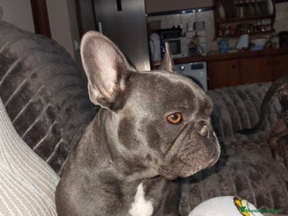 Bulldog Francés perros Bulldog francés hembrita negrita preciosa - Anuncio 1