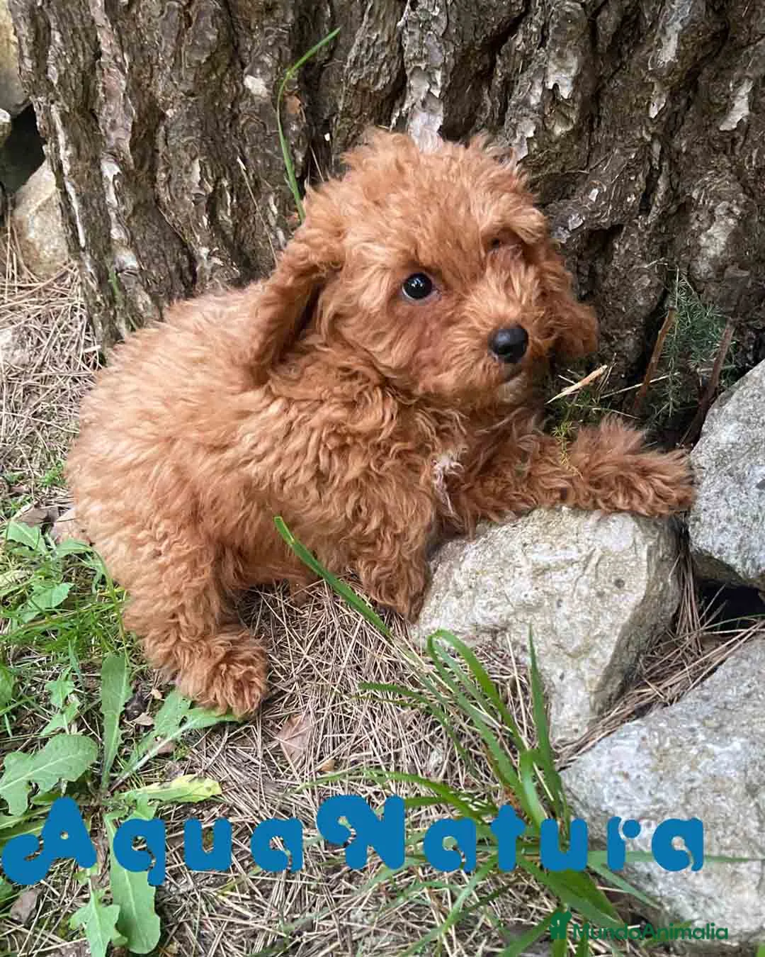 Caniche Enano perros en venta: Caniche Macho de Bella y Can 2021 AQUANATURA - Anuncio 7