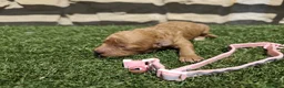 Caniche Toy perros en venta: Abrimos reservas en Álava - Anuncio 4