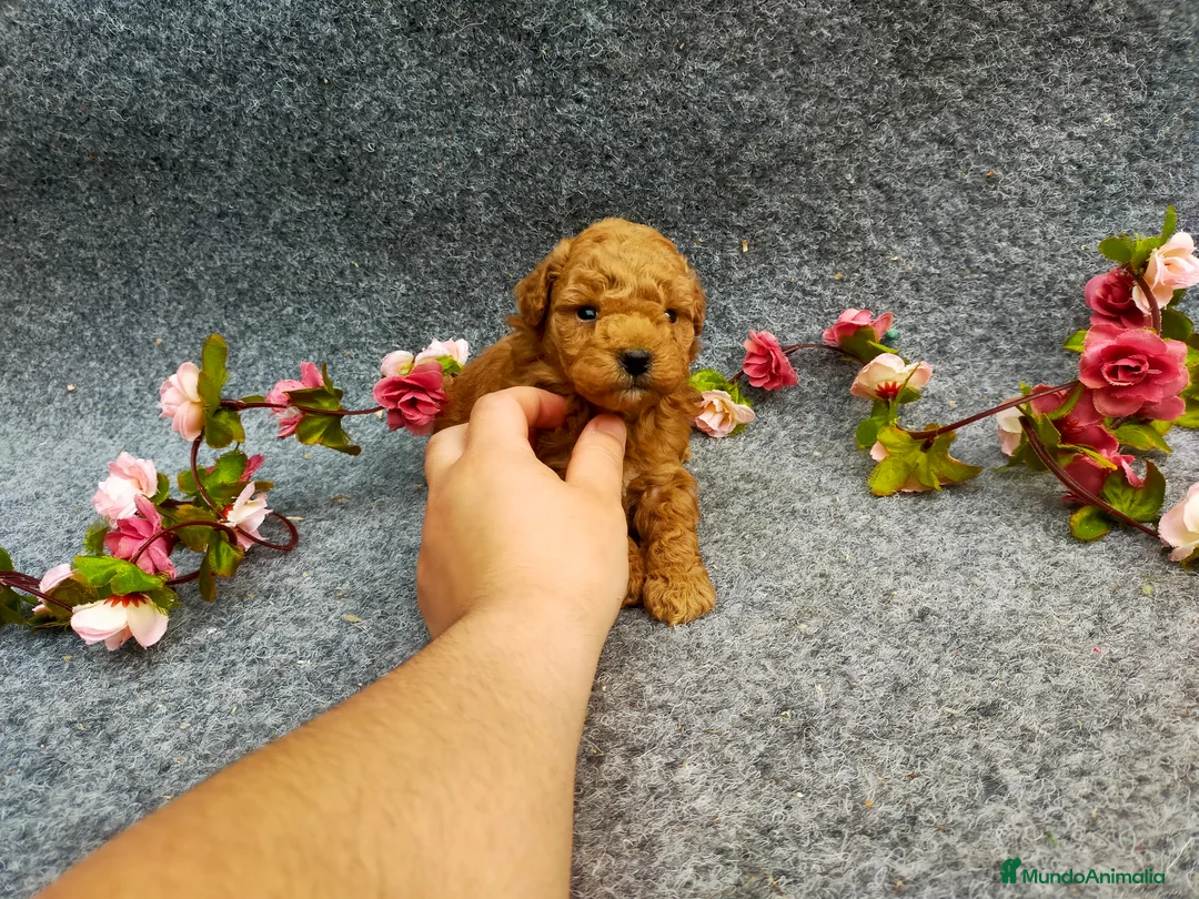 Caniche Toy perros en venta: PRECIOSOS CANICHE  ROJO LINEA TOY  - Anuncio 21