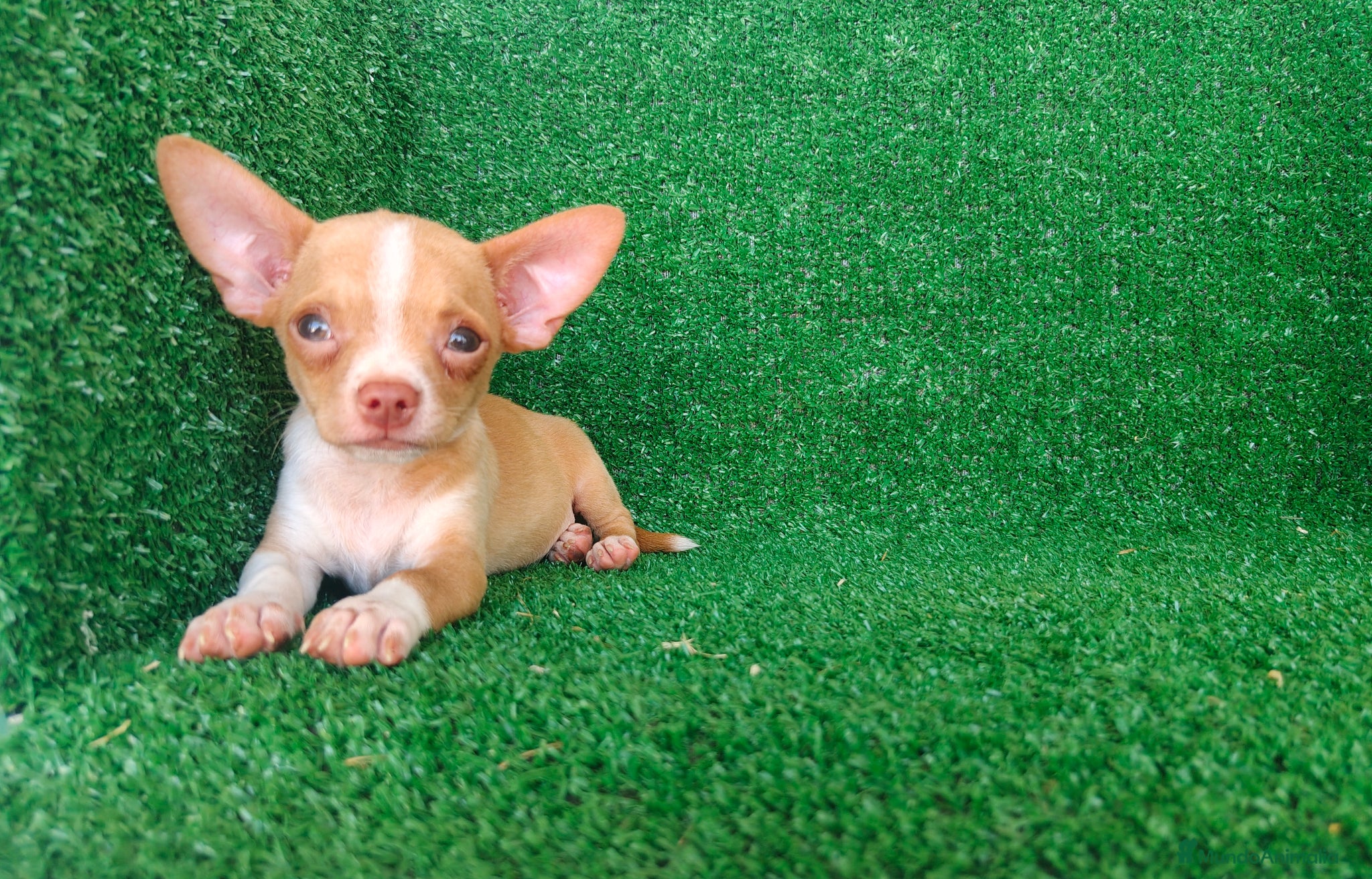 Chihuahua perros en venta: Chihuahua  - Anuncio 11