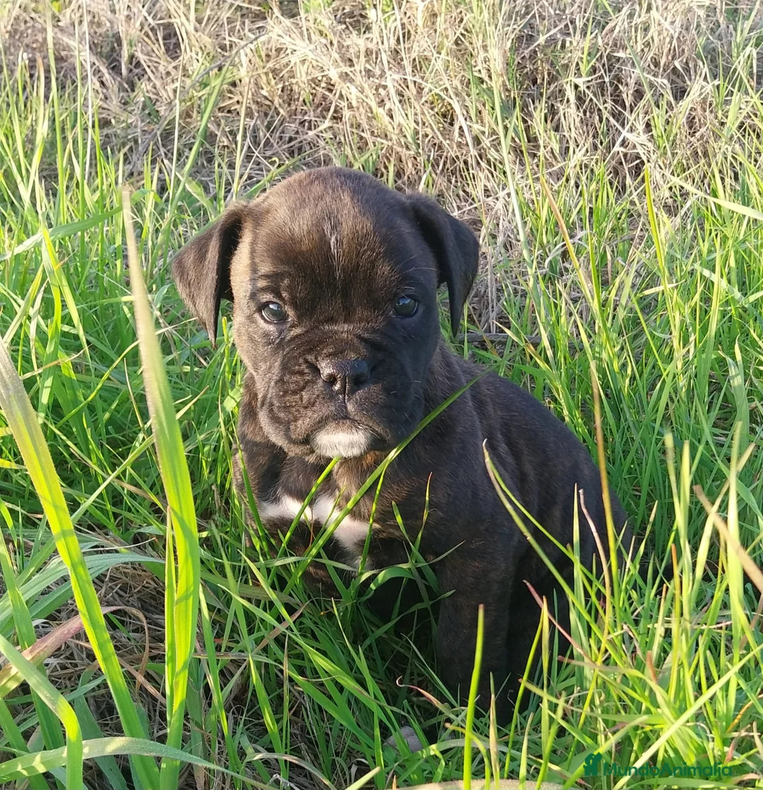 Boxer perros en venta: Último macho de boxer  - Anuncio 1
