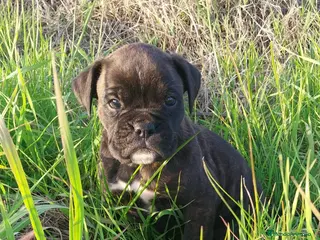 Boxer perros Último macho de boxer - Anuncio 2