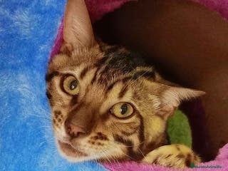 Bengalí gatos Bengali Macho 6161 - AQUANATURA en Barcelona - Anuncio 5