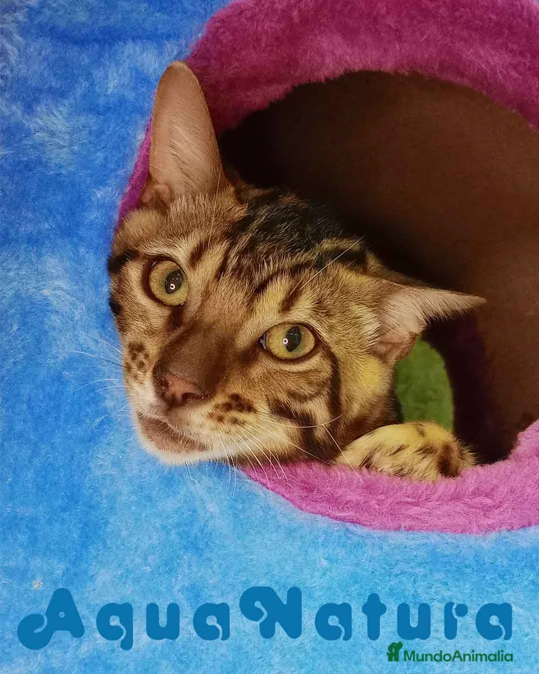 Bengalí gatos en venta: Bengali Macho 6161 - AQUANATURA en Barcelona - Anuncio 1