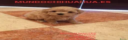 Caniche Toy perros en venta: IMPRECIONANTES CANICHES  - Anuncio 6
