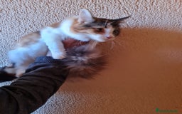 Maine Coon gatos en venta: Maine coom - Imagen 6