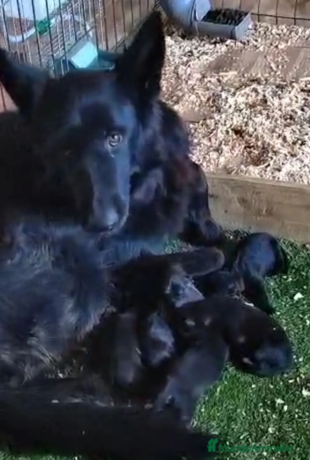 Pastor Alemán perros en venta: Camada de Pastor Alemán  - Anuncio 2