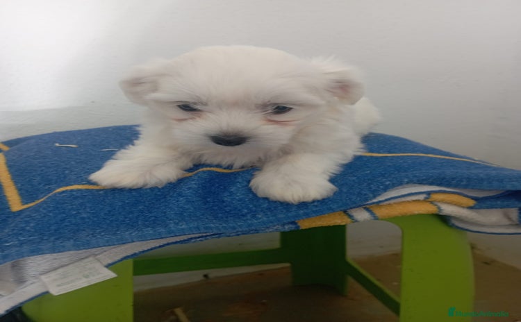 Bichón Maltés perros - Anuncio 1