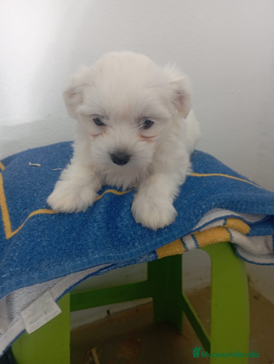 Bichón Maltés perros en venta: Bichón maltes linea americana  - Imagen 1