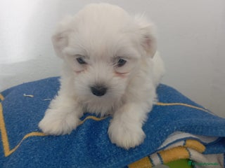 Bichón Maltés perros - Anuncio 8