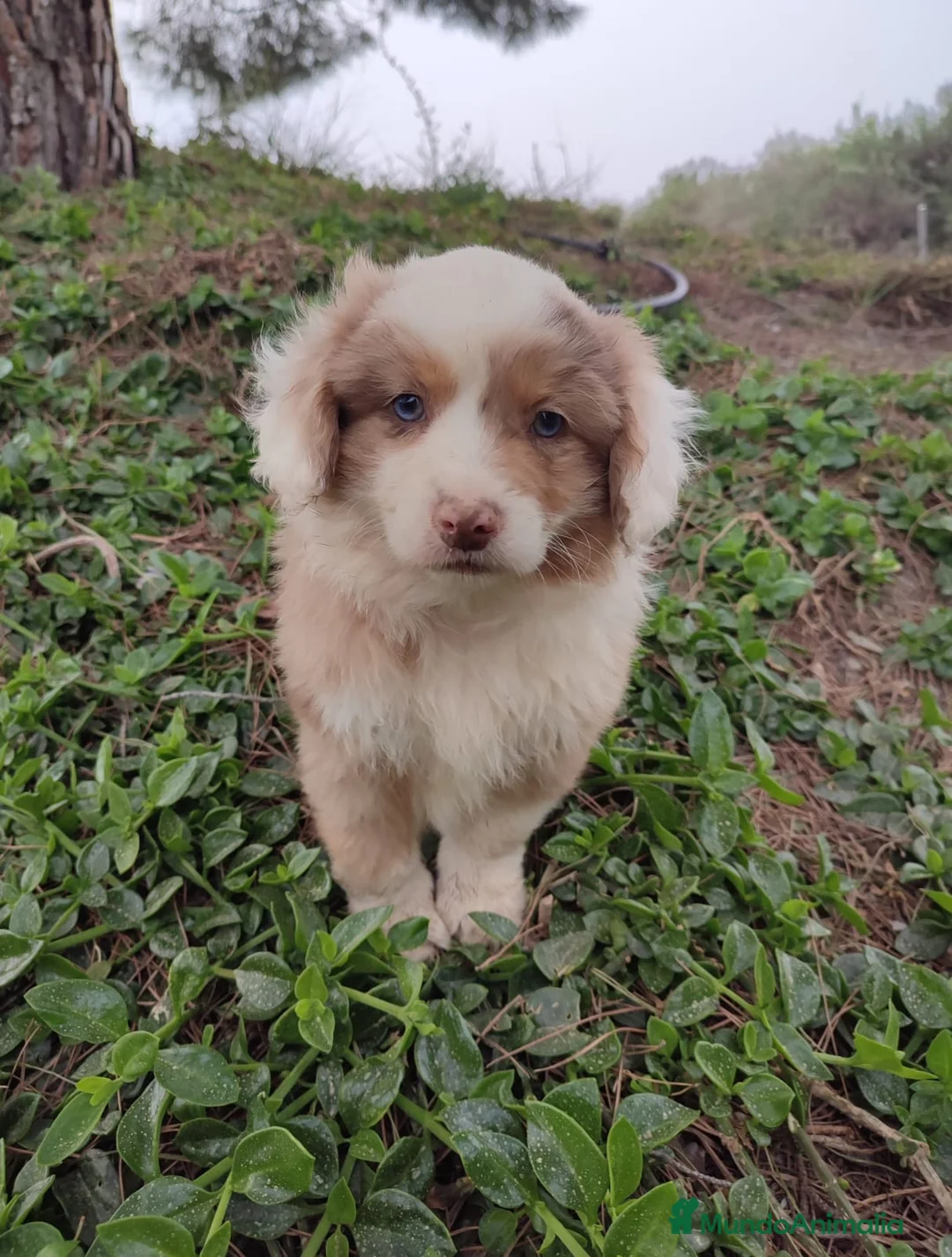 Pastor Miniatura Americano perros en venta: CACHORRO PASTOR AMERICANO MINIATURA  - Anuncio 2