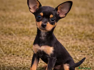 Ratón de Praga perros Ratón de Praga - Anuncio 1