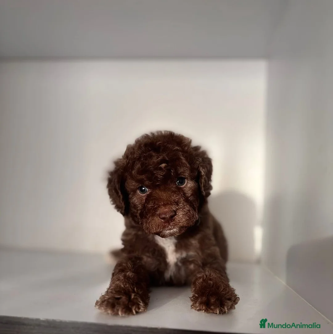 Perro de Agua Español perros en venta: Perro de agua español ( toda España )  - Anuncio 4