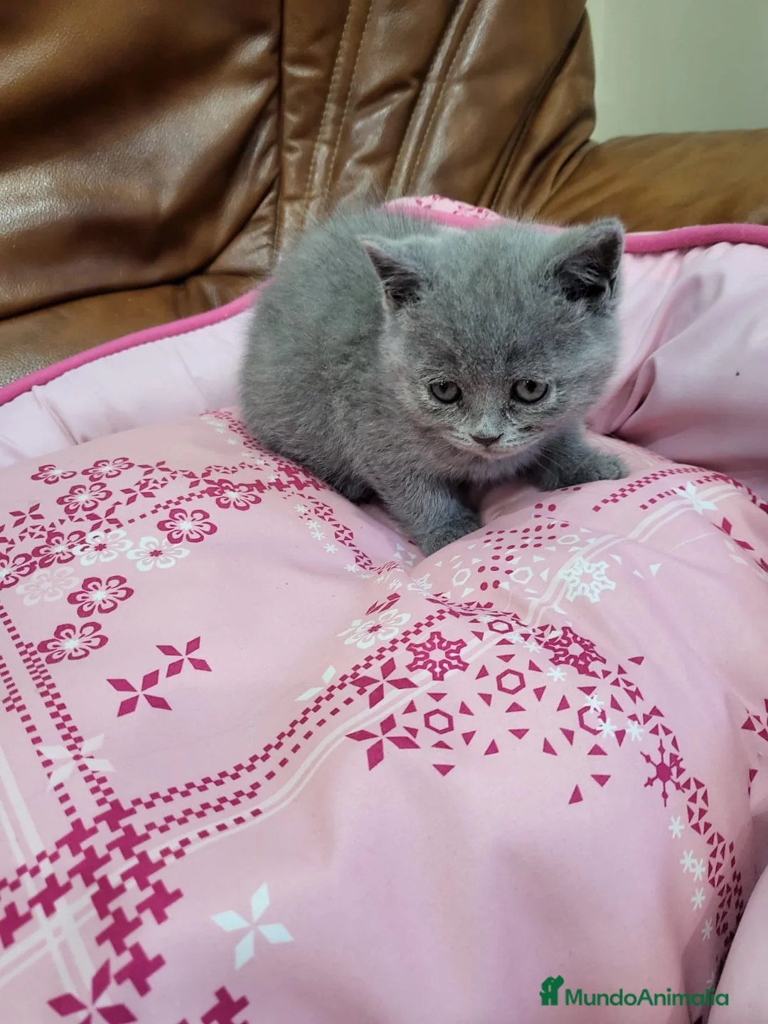 Británico de Pelo Corto gatos en venta: British preciosos en Barcelona - Anuncio 1