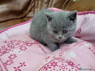 Británico de Pelo Corto gatos British preciosos en Barcelona - Anuncio 27