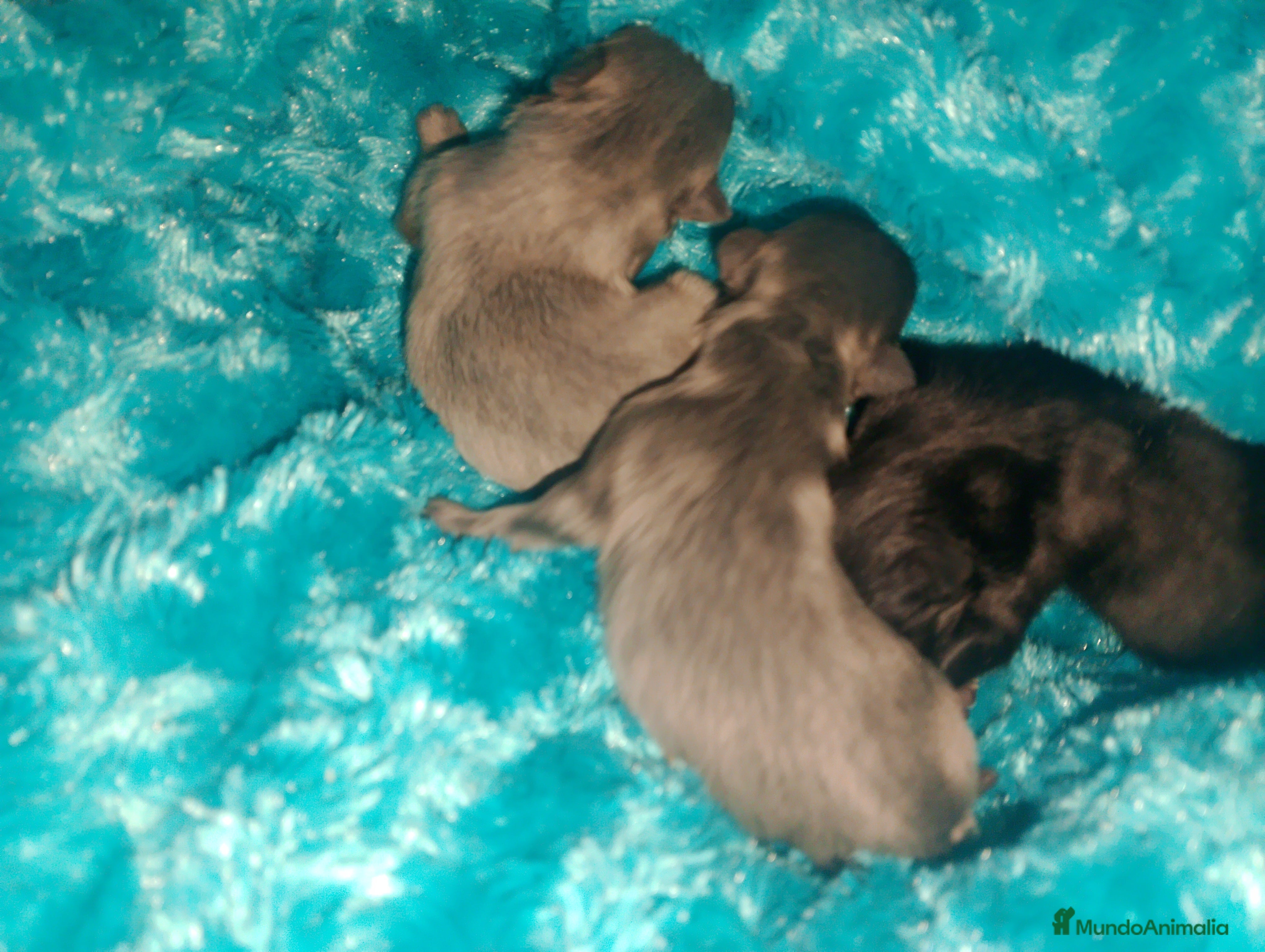 Pomerania perros Pomerania para reservar exóticos  - Anuncio 34