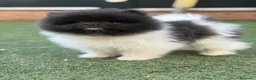 Pomerania perros en venta: Pomeranias exclusivos / alta selección  - Anuncio 2