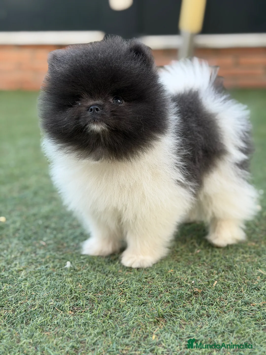 Pomerania perros en venta: Pomeranias exclusivos / alta selección  - Anuncio 2