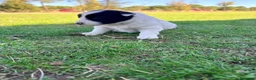 Border Collie perros en venta: Border collie - Anuncio 10