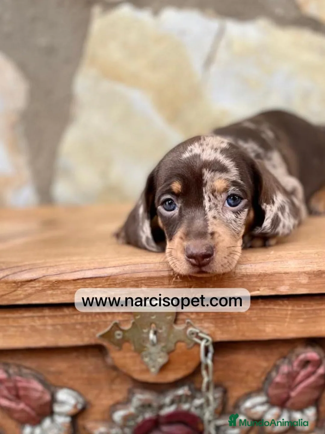 Teckel Miniatura perros en venta: TECKEL ARLEQUIN PURA RAZA - Anuncio 2