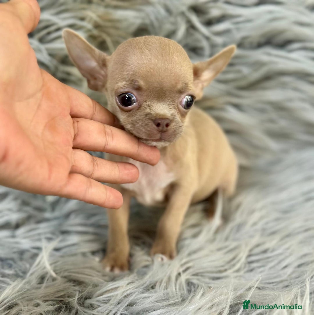 Chihuahua perros en venta: CHIHUAHUA MINITOY BLUEFAWN - Imagen 4
