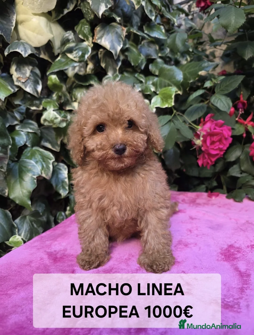 Caniche Toy perros en venta: Espectaculares Caniches Toy  en Lugo - Anuncio 2
