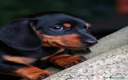 Teckel Miniatura perros en venta: TECKEL MINIATURA DISPONIBLES  - Imagen 2