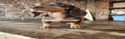 Teckel perros en venta: Teckel kanichen precio real. - Anuncio 14