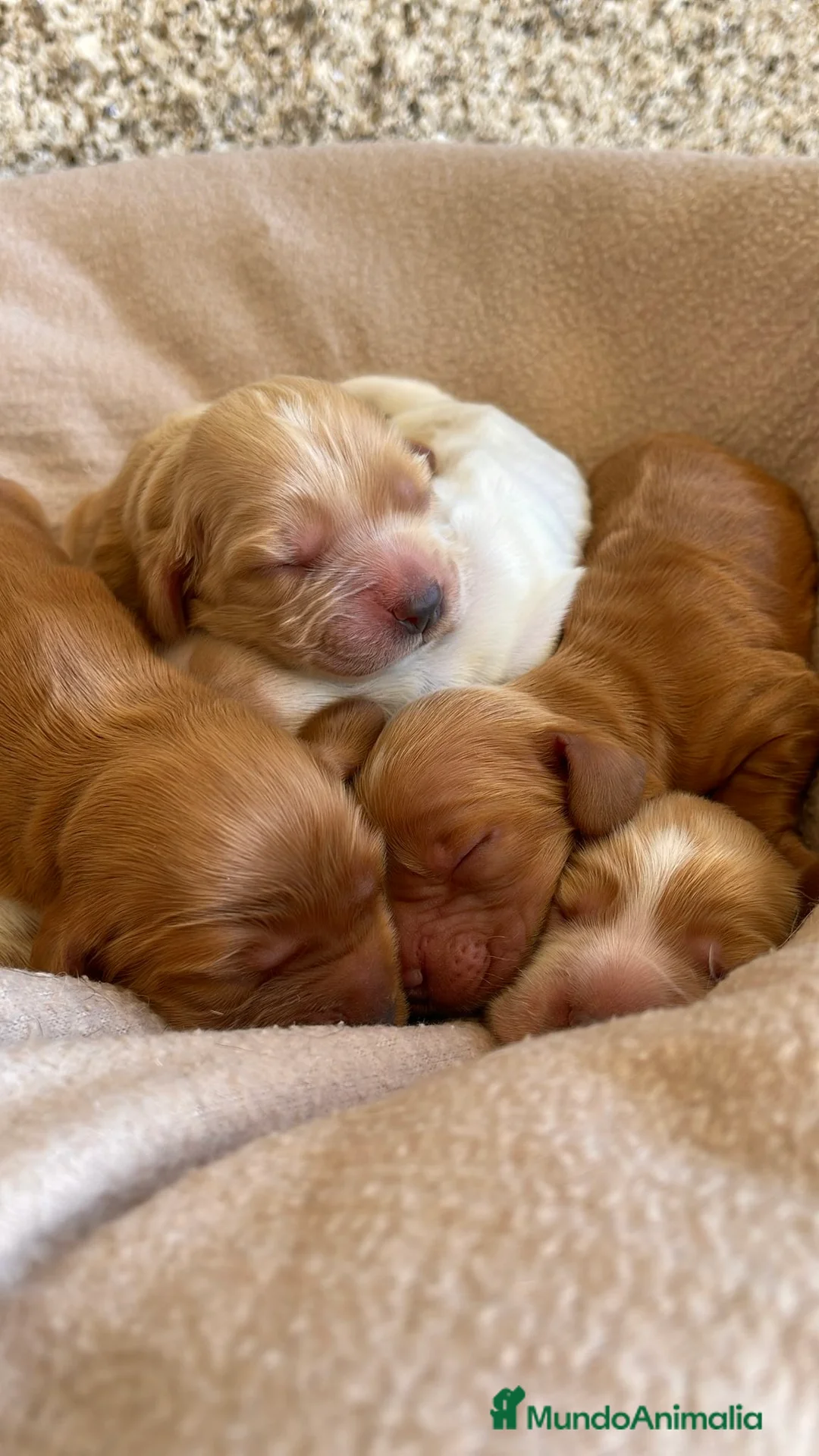 Cocker Spaniel Inglés perros en venta: Precioso cachorro de Cocker Spaniel Inglés dorado  - Anuncio 14