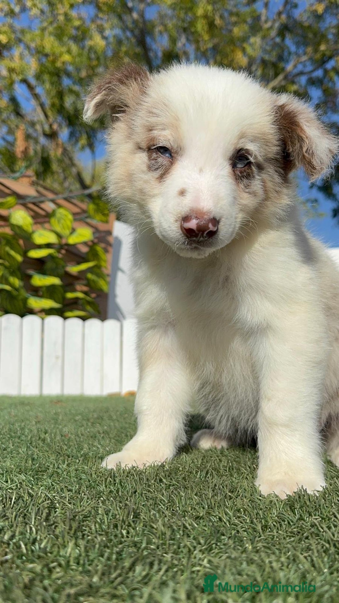 Border Collie perros en venta: BORDER COLLIE - Anuncio 6