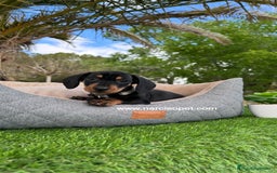 Teckel Miniatura perros en venta: TECKEL NEGRO FUEGO MINIATURA - Imagen 1