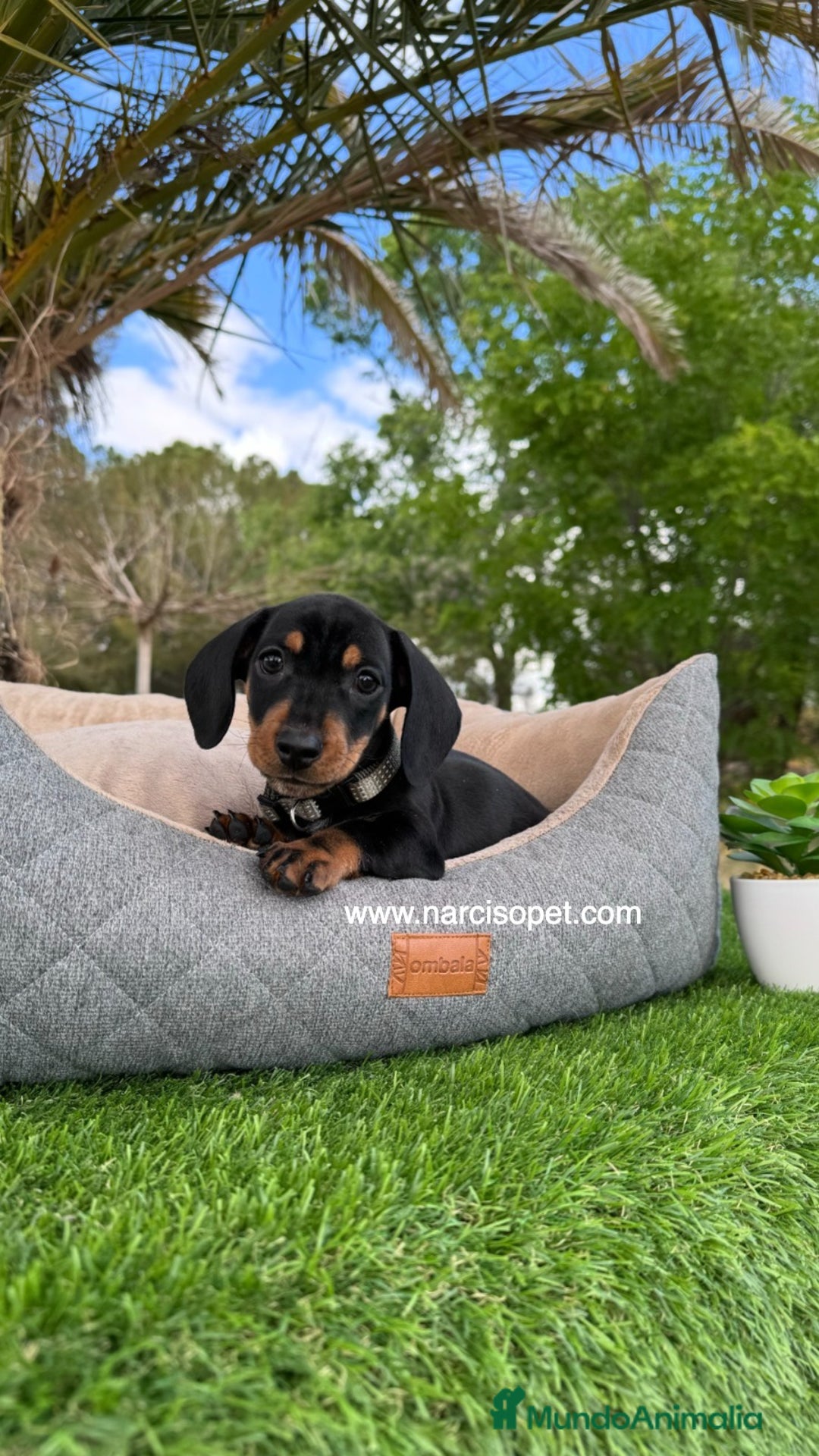 Teckel Miniatura perros en venta: TECKEL NEGRO FUEGO MINIATURA - Imagen 1
