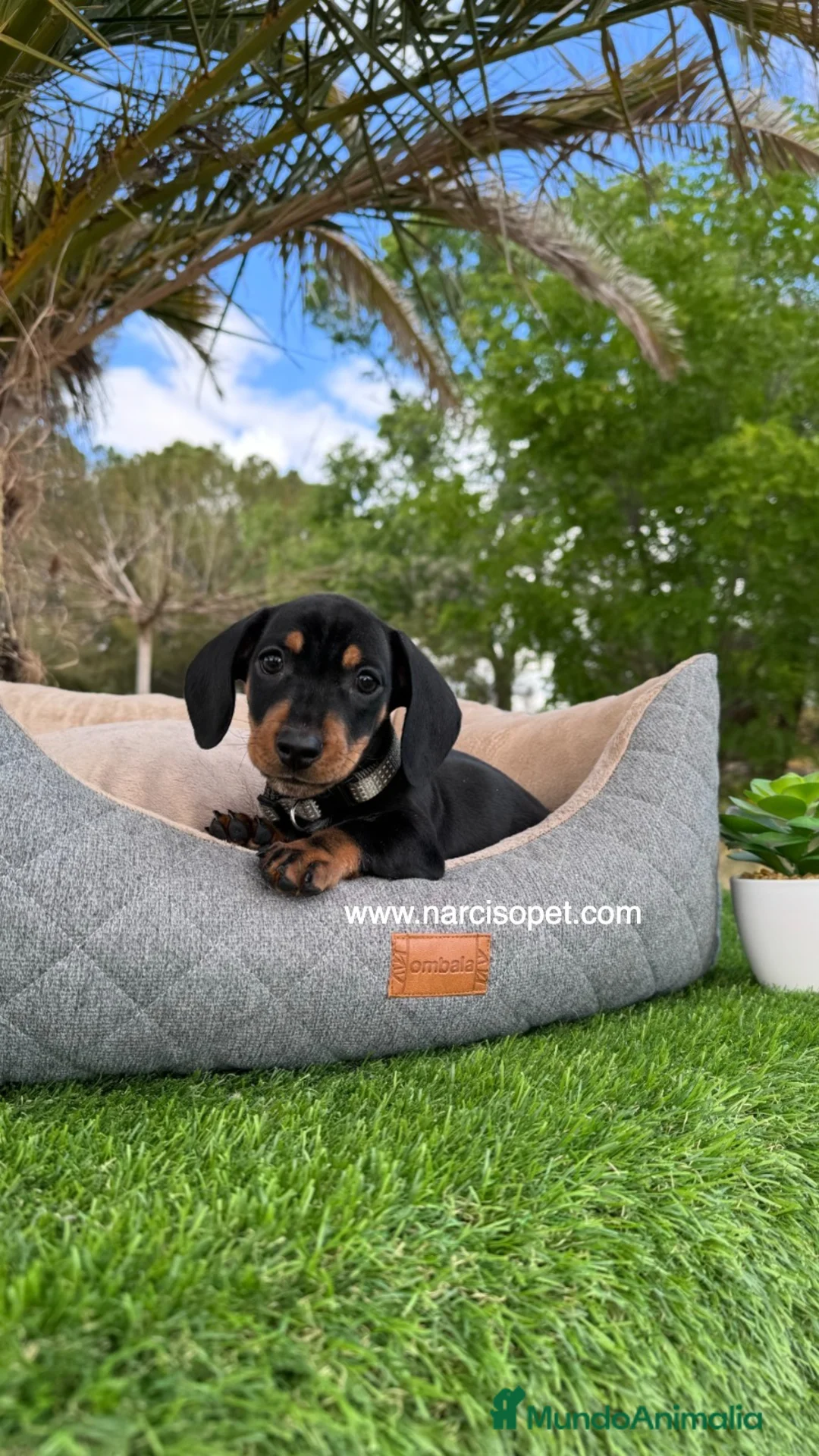 Teckel Miniatura perros en venta: TECKEL NEGRO FUEGO MINIATURA - Anuncio 1