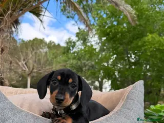 Teckel Miniatura perros TECKEL NEGRO FUEGO MINIATURA - Anuncio 20