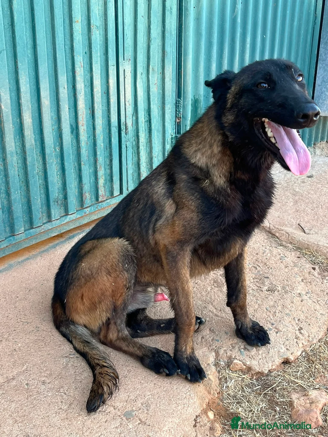 Pastor Belga Malinois perros en venta: Disponible Pastores belga Malinois  - Anuncio 10