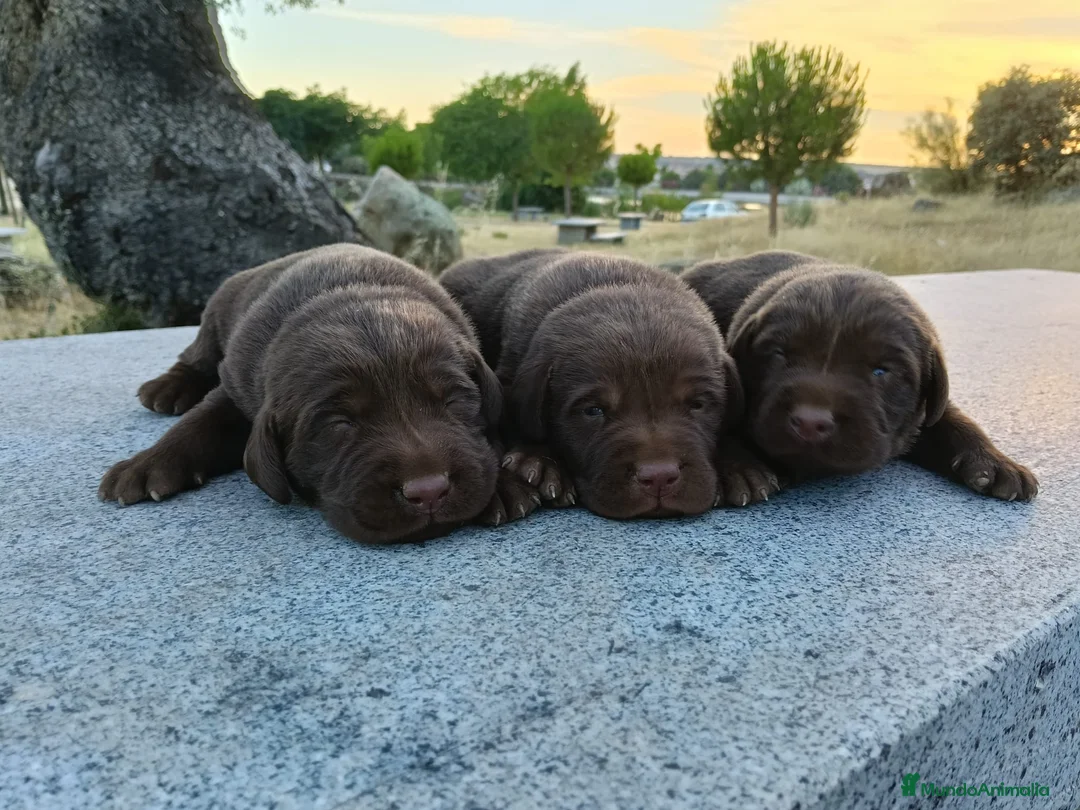 Labrador Retriever perros en venta: Labrador retriever línea inglesa chocolate  - Anuncio 2