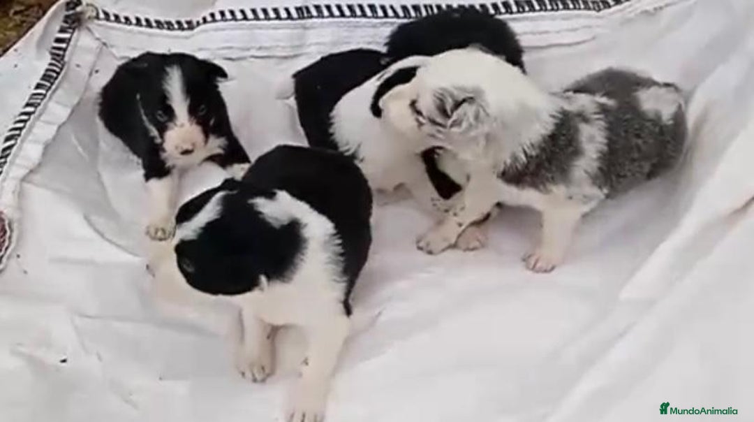 Border Collie perros en venta: Border collie  - Imagen 4