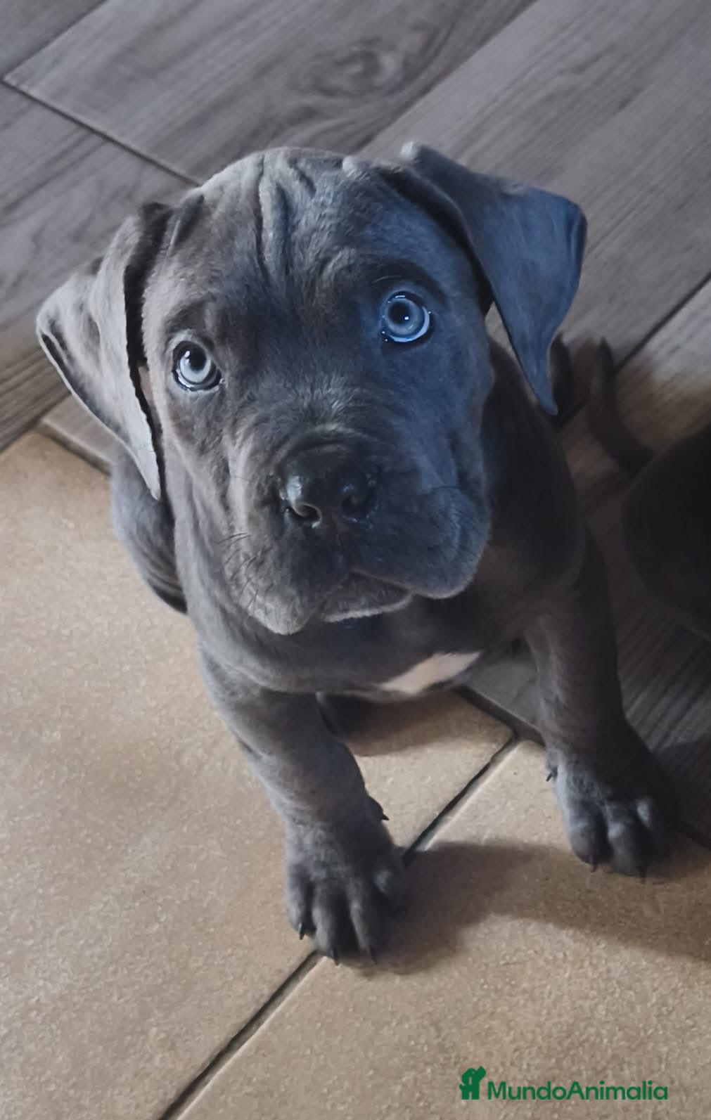 Cane Corso perros Cane corso  - Anuncio 15