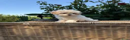 Maltipoo perros en venta: Maltipoo toy hembra !!!! - Anuncio 4
