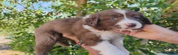 Border Collie perros en venta: Bordell collin De Máxima Calidad - Anuncio 10