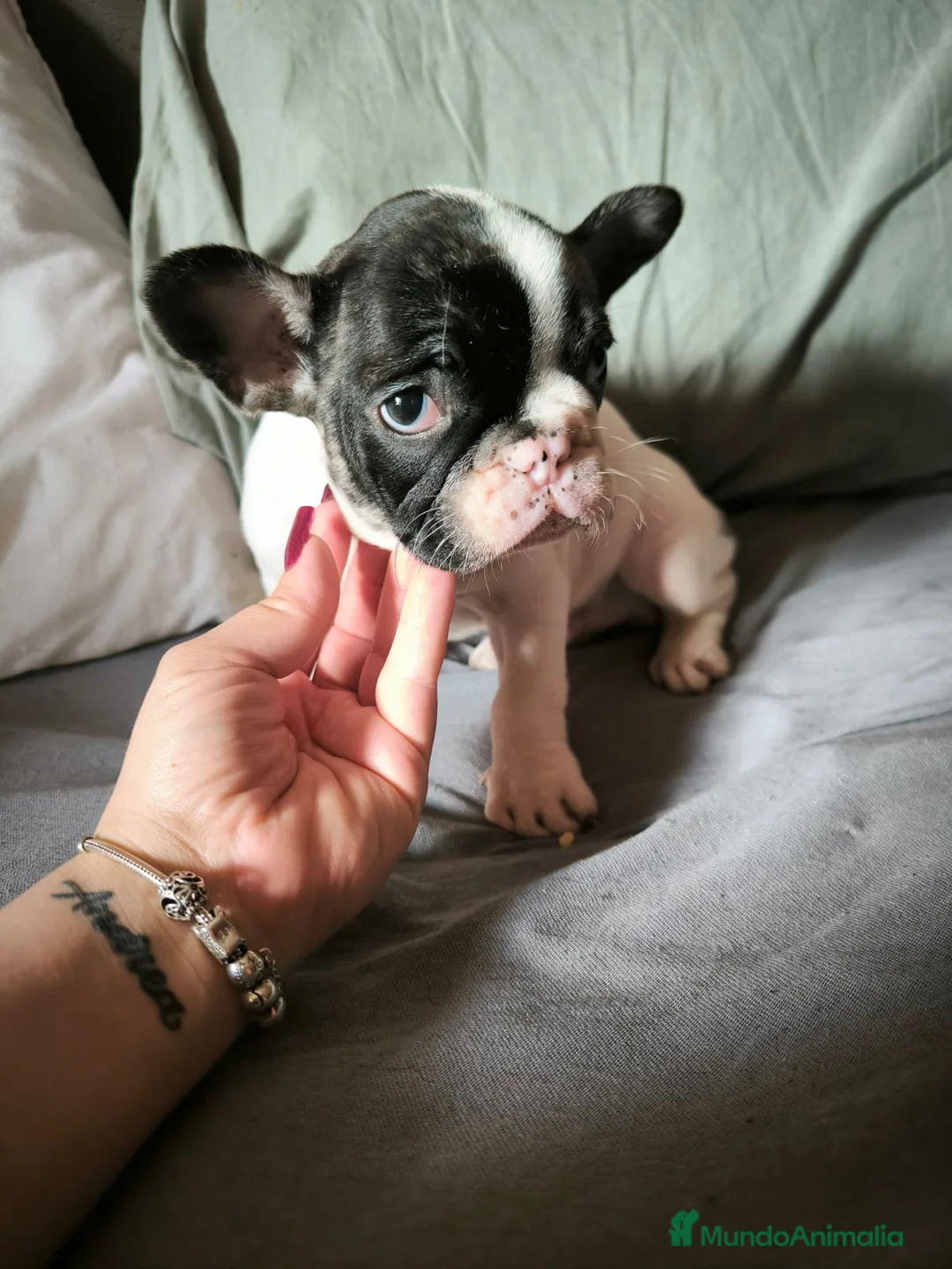 Bulldog Francés perros en venta: BULLDOG FRANCÉS MERLE en Madrid - Anuncio 5