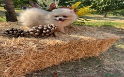 Pomerania perros en venta: Pomeranias para entregar muy bonitos - Imagen 4
