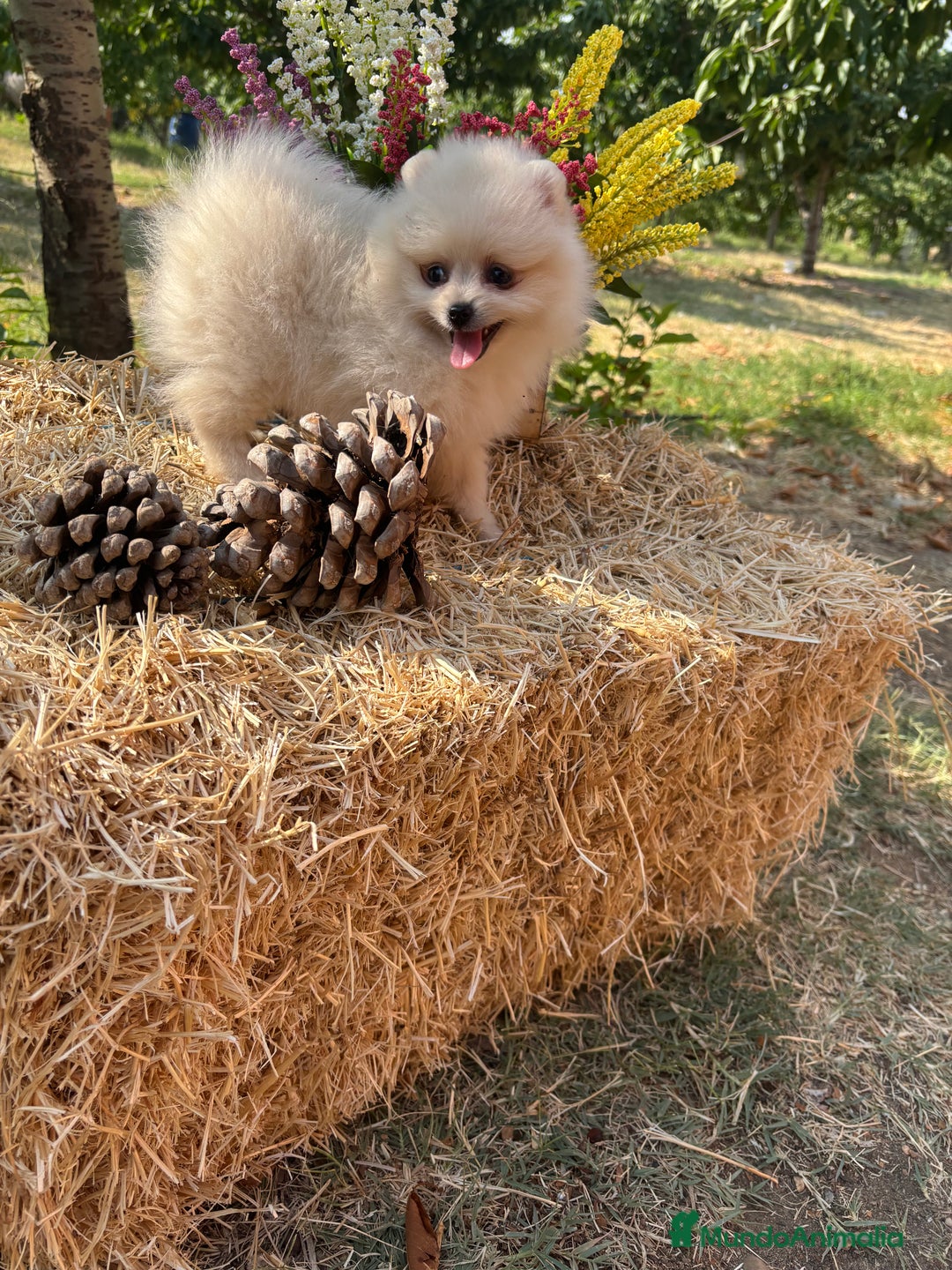 Pomerania perros en venta: Pomeranias para entregar muy bonitos - Imagen 4