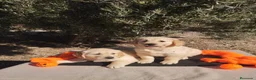 Golden Retriever perros en venta: Golden Retriever - Anuncio 6