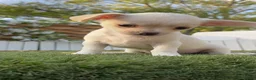 Chihuahua perros en venta: CHIHUAHUA - MACHO - Anuncio 4