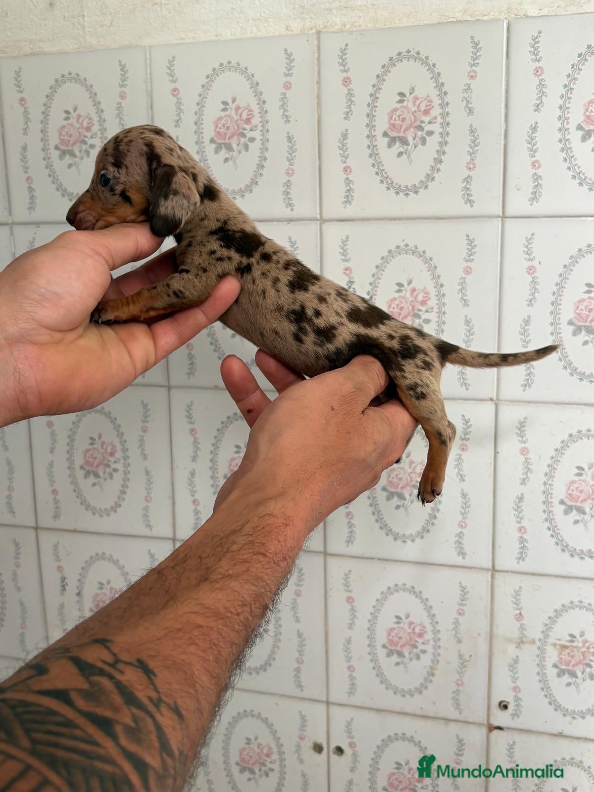 Teckel Miniatura perros Teckel miniatura  - Anuncio 5