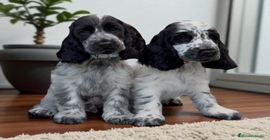 Cocker Spaniel Inglés perros - Propaganda 7