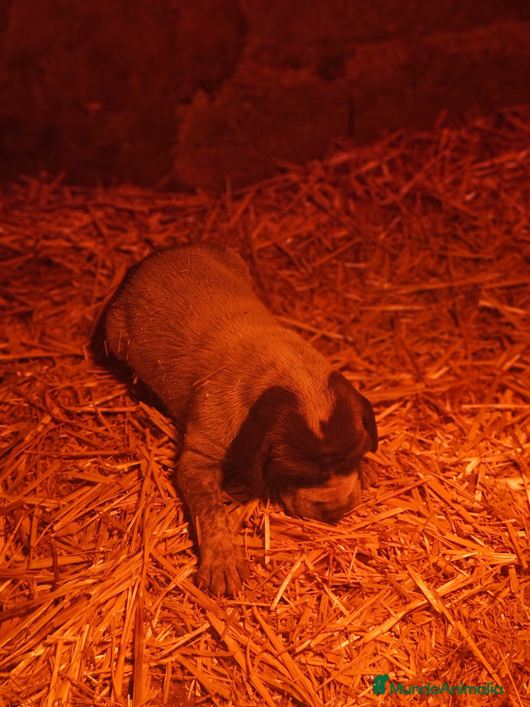 Braco Alemán de Pelo Corto perros en venta: Braca aleman - Anuncio 1