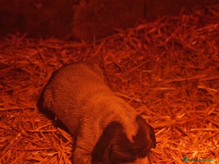 Braco Alemán de Pelo Corto perros Braca aleman - Anuncio 1